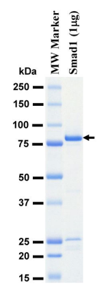 The purity was assessed by SDS-PAGE/CBB staining.